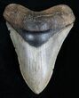 Sweet Inch Georgia Megalodon Tooth #1998-1